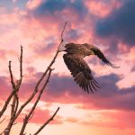 Seeadler - White Tailed Eagle