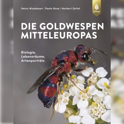 Goldwespen Mitteleuropas